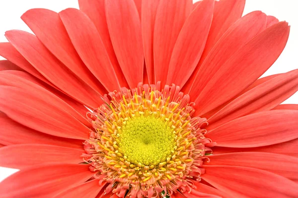 Somon renkli Gerbera çiçeğinin çiçek başı, Asteraceae