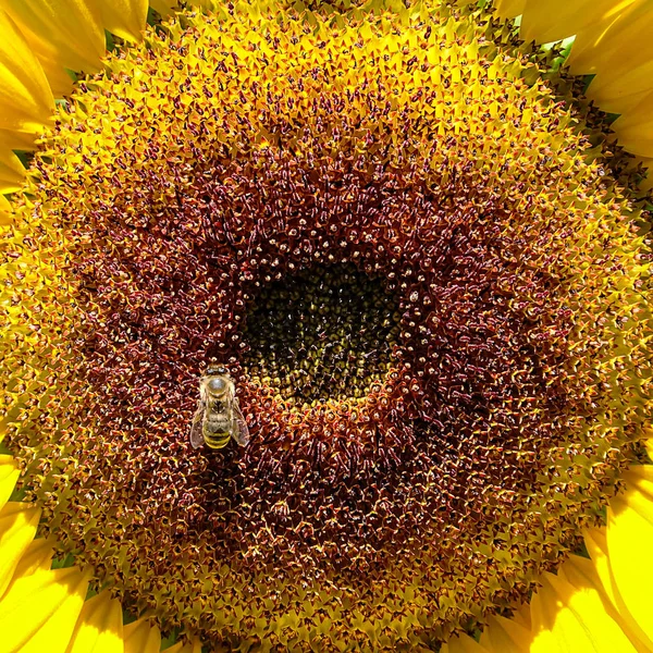 Detail of disk florets of a sunflower with a honey bee — Stock Photo, Image
