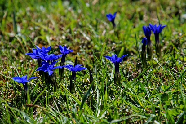 Vår gentiana blomning på en äng i Bayern Tyskland — Stockfoto