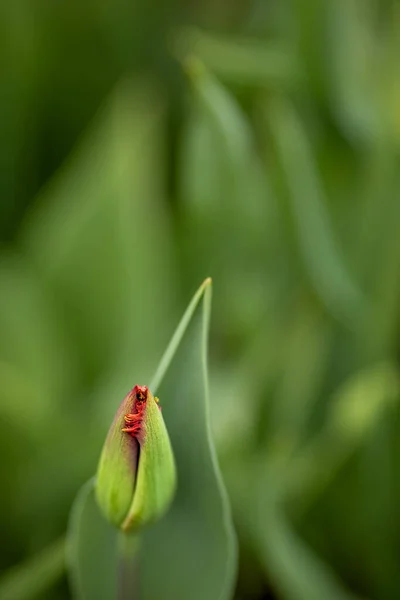 Still closed tulip blossom of a fringed, crispa tulip, later re — 스톡 사진