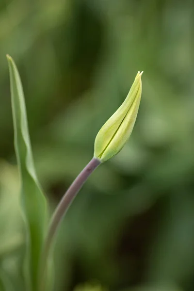 Fiore di tulipano ancora chiuso ben curvo — Foto Stock