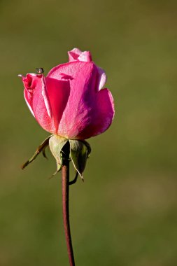 Yaprağın üzerinde sinekli pembe bir gül tomurcuğu.