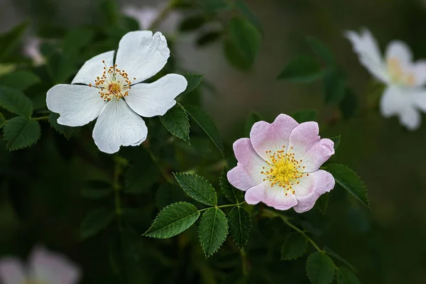 Krásné, jemné bílé a světle růžové květy psa růže — Stock fotografie