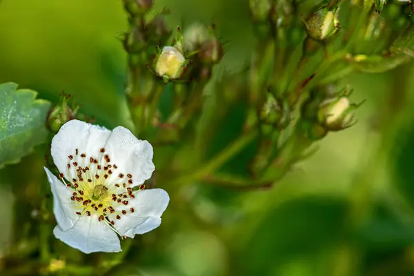 Bílá kvetoucí dogrosa s malým hmyzem usazeným na sjezdovce — Stock fotografie