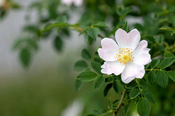 Blanco flor perro rosa, bonito fondo borroso — Foto de Stock