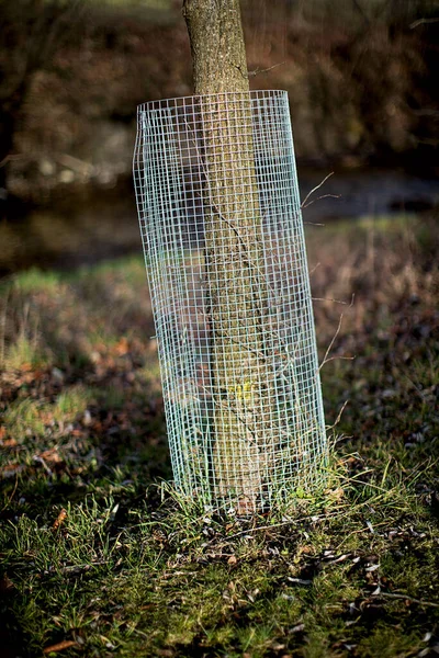 Clôture en zinc autour d'un jeune arbre protection de l'écorce contre les cerfs et le lièvre — Photo