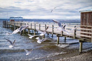 Diessen am Ammersee, Bavyera 'da uçan martılarla dolu bir vapur iskelesi.