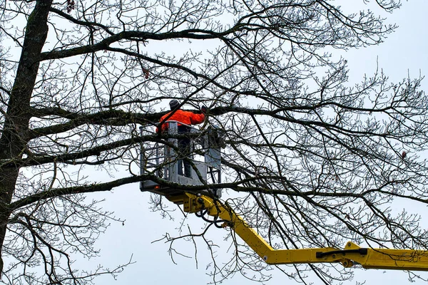 Trabalho Perigoso Para Homem Alto Uma Árvore — Fotografia de Stock