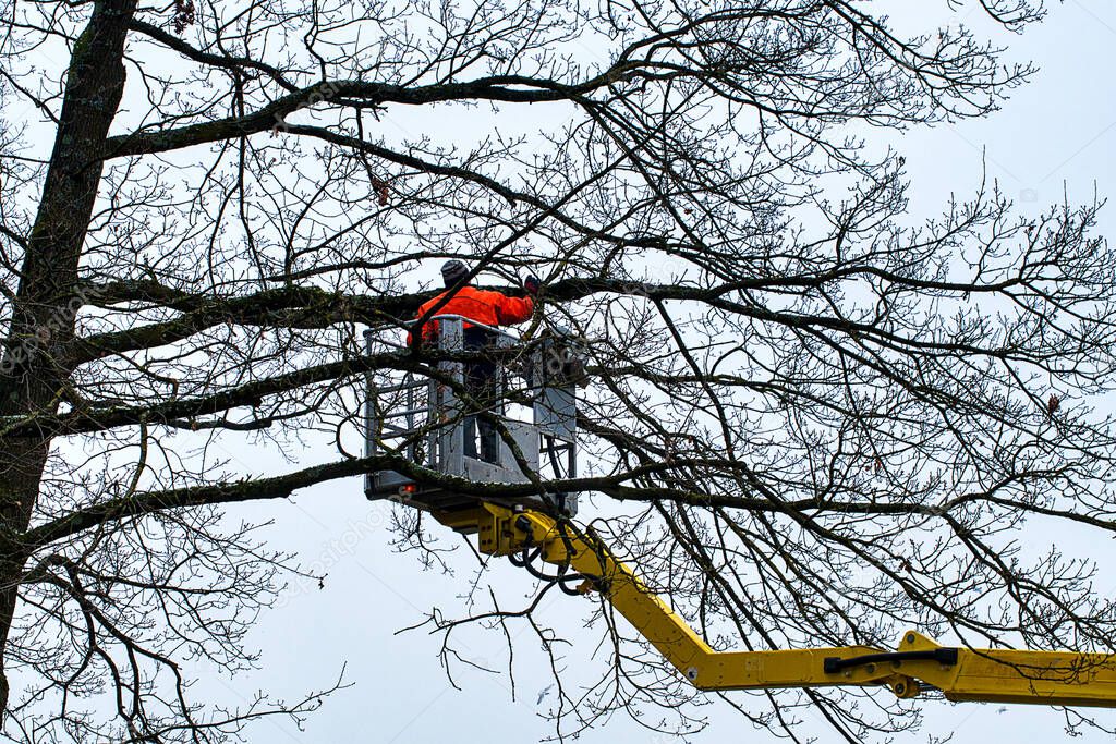 dangerous work for a man high up in a tree