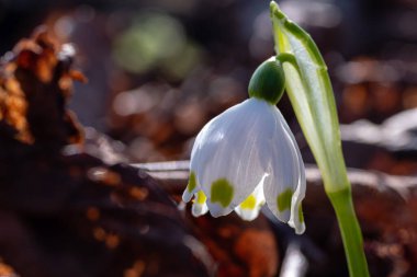 Bir kar damlasına yakın