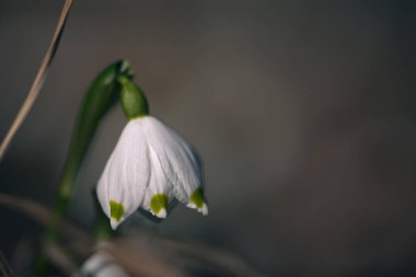 Bulanık arkaplanın önündeki bahar kar tanesinin kapağını kapat