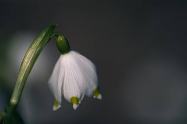 Küçük bahar kar taneleri bulanık arkaplan 
