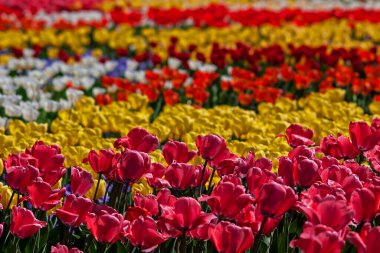 Sarı ve kırmızı lalelerle dolu bir alan.