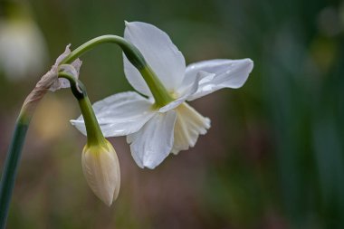 Beyaz nergisler, bir çiçek açık, bir çiçek hala kapalı.