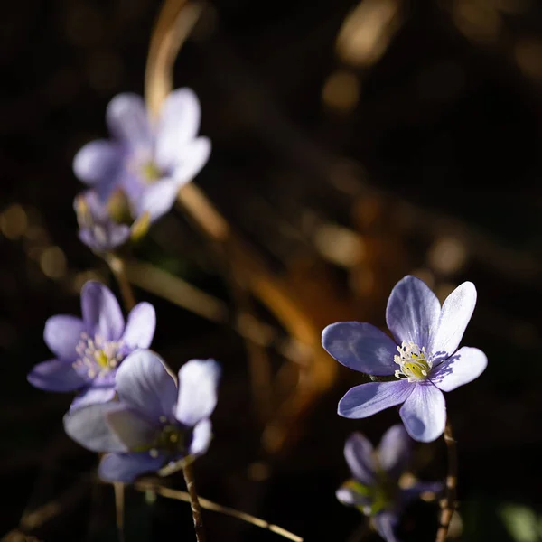 Liverwort Flowers First Spring Messengers — Stock Photo, Image