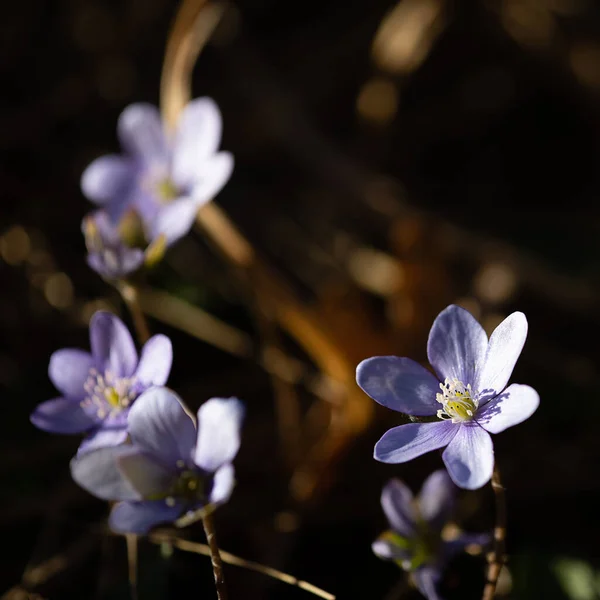 Les Fleurs Hépatique Les Premiers Messagers Printemps — Photo