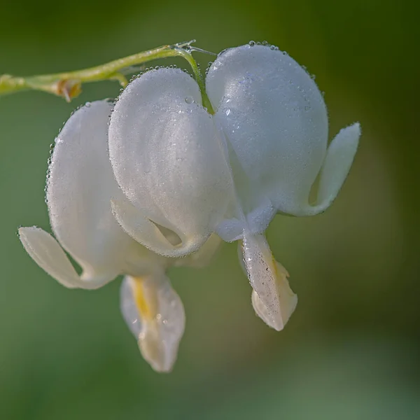 Liverwort Květiny První Jarní Poslové — Stock fotografie