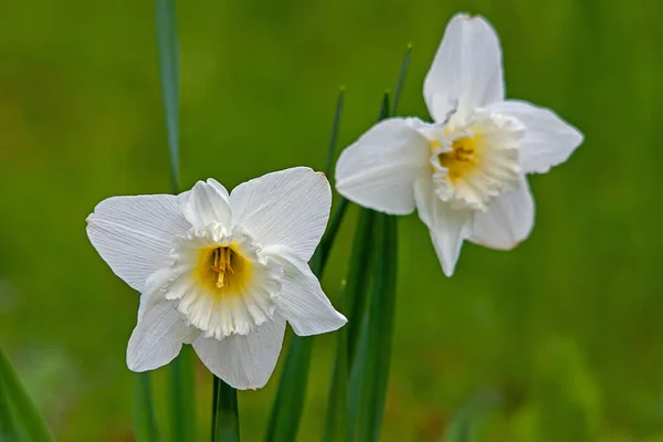 Les Fleurs Hépatique Les Premiers Messagers Printemps — Photo