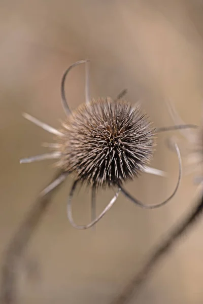 特写野生Teasel 非常低的领域深度 — 图库照片