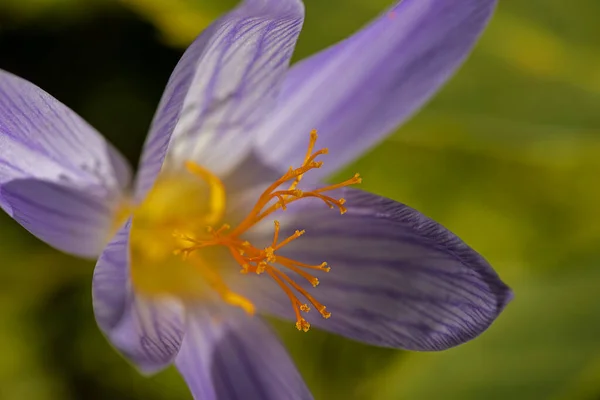 Lila Virág Egy Crocus Virág Összpontosítani Sáfrány Szálak — Stock Fotó