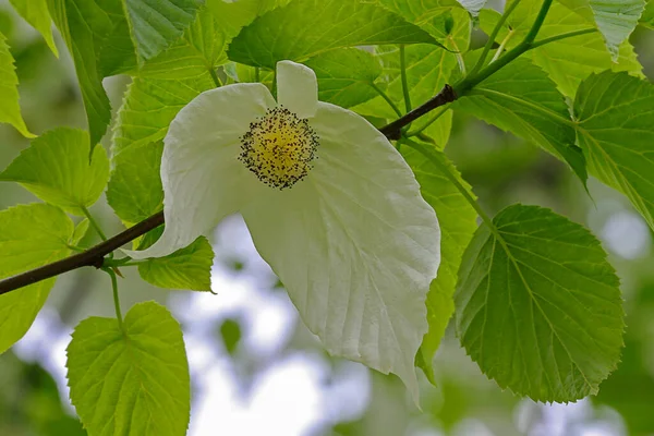 Jemný Květ Kapesníčku Stromu — Stock fotografie