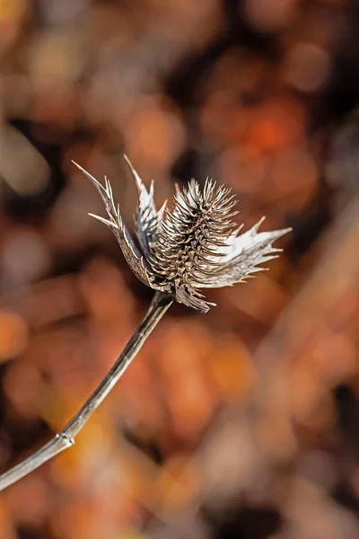 Close Van Een Distel Voorkant Van Een Aards Gekleurde Wazig — Stockfoto