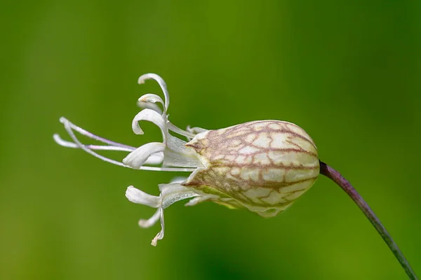 Close Vulgaris Silene Única Flor Campeão Bexiga Maidenstears — Fotografia de Stock