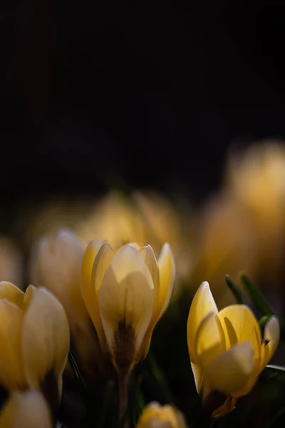 První Krokus Žluté Květy Tmavém Pozadí — Stock fotografie