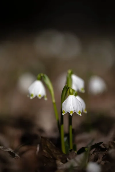 Ein Haufen Schneeglöckchen Die Ersten Frühlingsboten Vor Schön Verschwommenem Hintergrund — Stockfoto