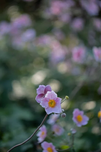 Romantické Zahradní Květiny Anemone Hupehensis Známé Jako Čínská Sasanka Nebo — Stock fotografie