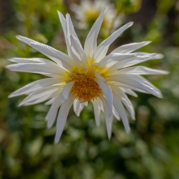 Beautiful White Star Shaped Dahlia Flower — Stock Photo, Image