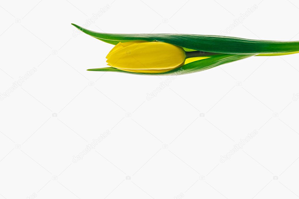 yellow tulip isolated on white background, yellow flower enveloped by two green leaves