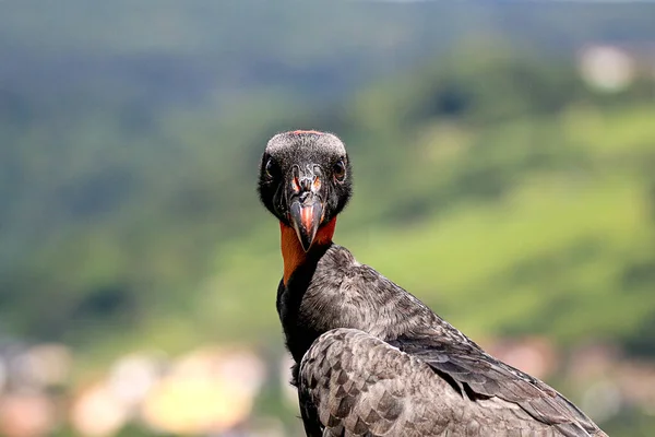 Rei Abutre Olhando Curioso Para Câmera Pássaro Frente Agradável Desfocado — Fotografia de Stock