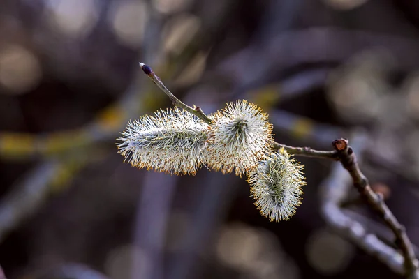 Pussy Willow Blurred Background — 스톡 사진