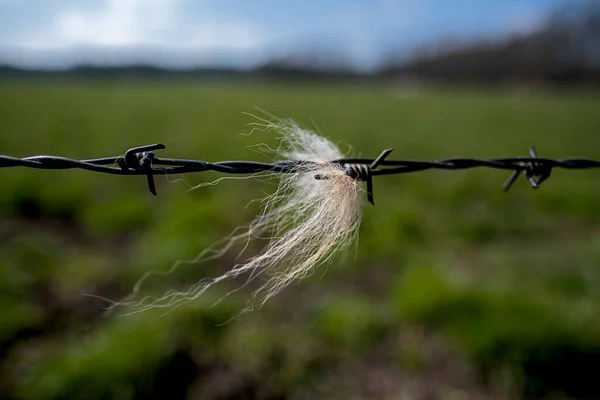 Fencing Made Barbed Wire Pasture Hair Cow — Stock Photo, Image