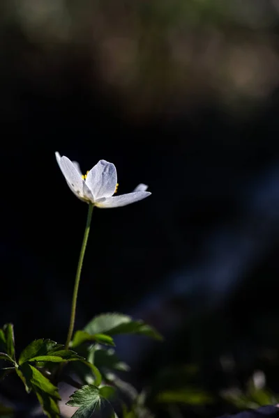 Bílá Větrokvětá Květina Několik Listů Mnoho Volného Prostoru Pro Tex — Stock fotografie