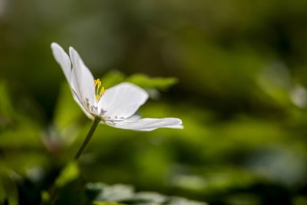 Közeli Egy Anemone Nemorosa Alulról Virágzás Ellen Napfény — Stock Fotó