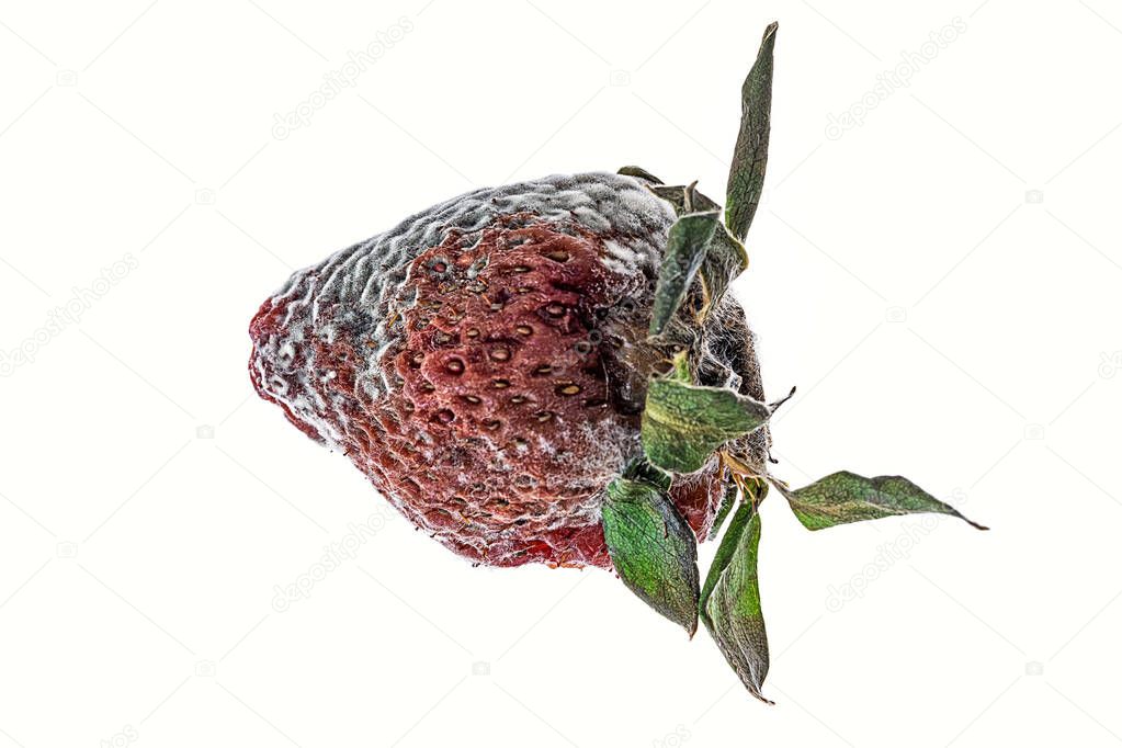 close up of a moldy strawberry