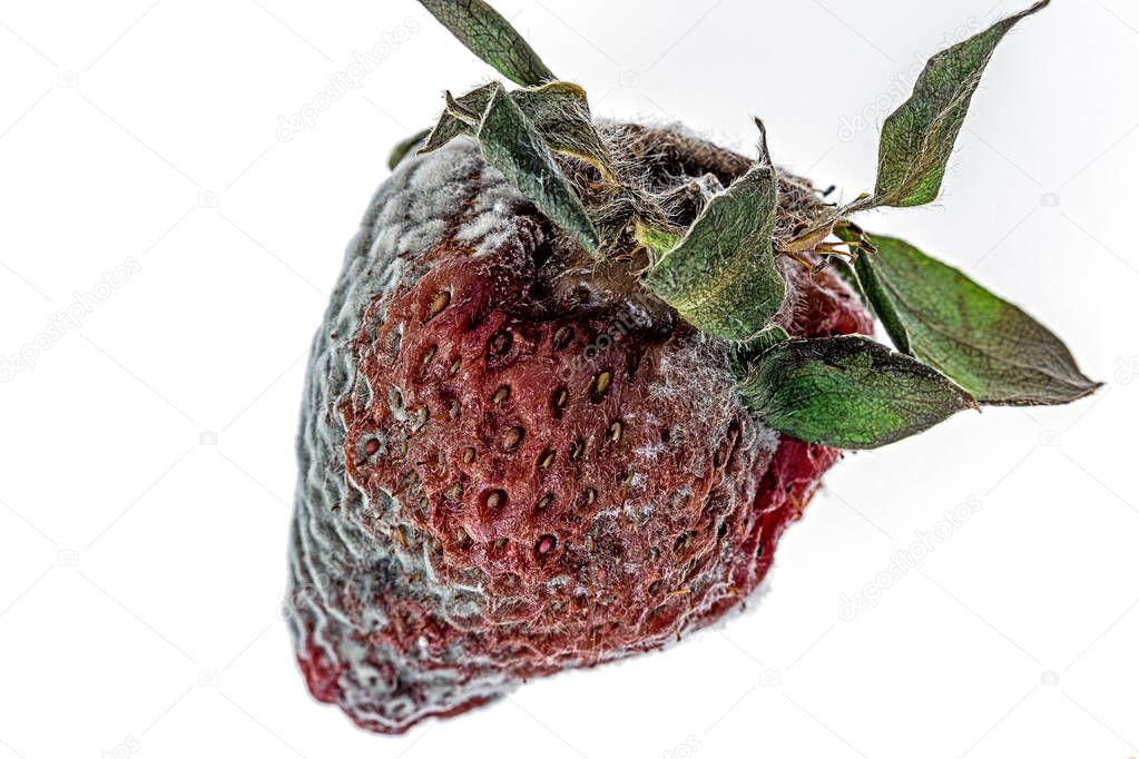 extreme close up of a moldy strawberry