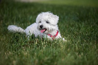Bahçede dinlenen küçük tatlı bir Malta köpeği.
