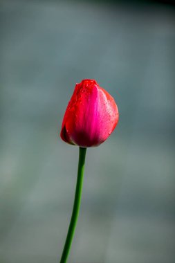 Tek lale gri sırtında izole edilmiş, turkuaz zemin