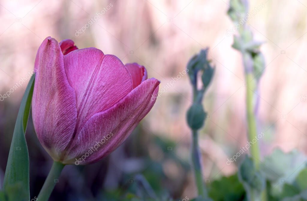 pink white striped petals of a tulip in front of blurred background