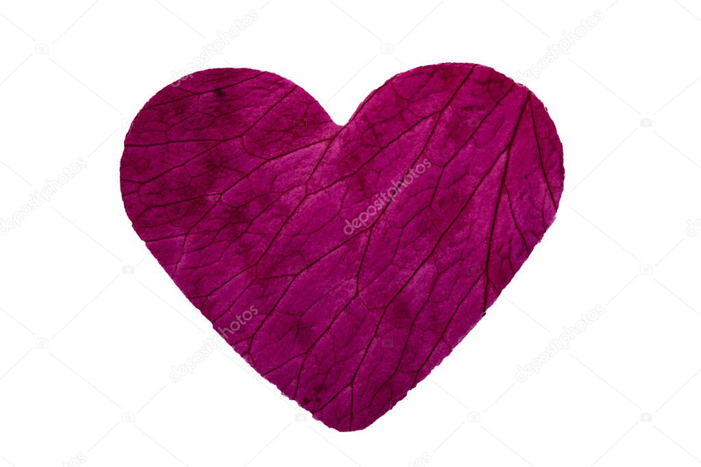 close up of a rose petal in the shape of a heart and showing the leaf structure