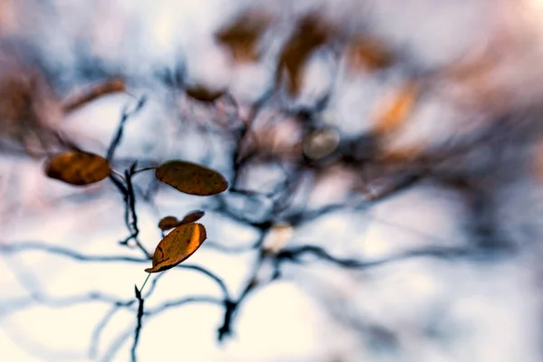 Větev Podzimními Listy Pozadí Rozmazaném Pohybu — Stock fotografie