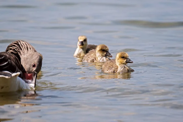 Nachwuchs Bei Den Gänsen Ammersee Bayern — Stockfoto