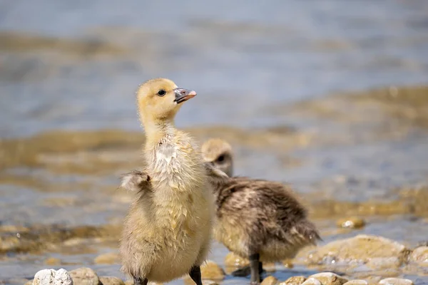 Young Goose Stretches Swimming — Stock Photo, Image