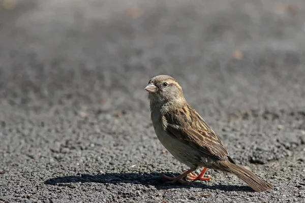 道路に立っている小さな雀は — ストック写真
