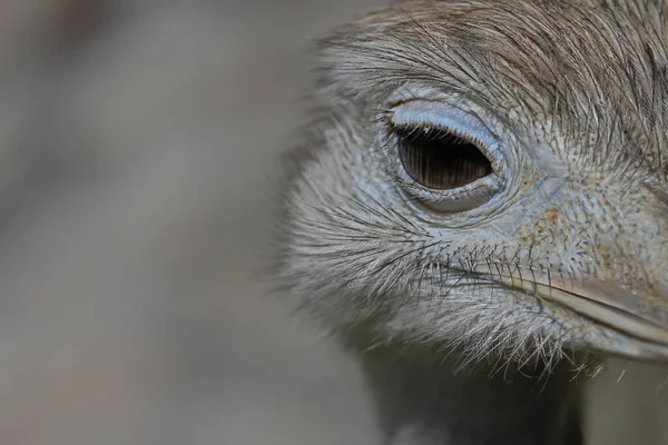 Close Ostrich Head — Stock Photo, Image