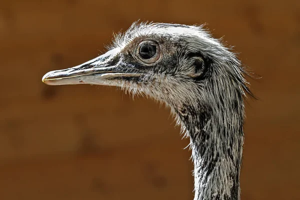 Side View Ostrich Face — Stock Photo, Image