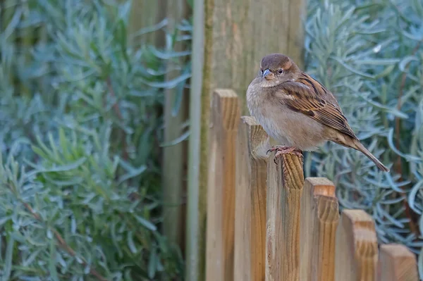Little Sparrow Sitting Wooden Fence — Stock Photo, Image